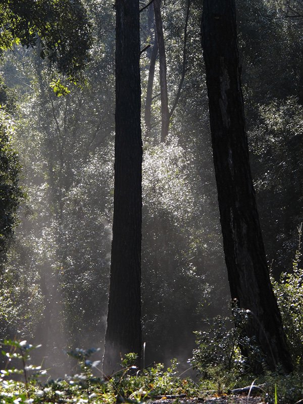 Collserola Park