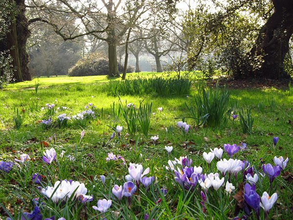 Crocus Meadow in Cannizaro Park, Photo Credit: Laura Nolte http://www.flickr.com/photos/77908327@N00/5509743954/ used under a Creative Common Licence