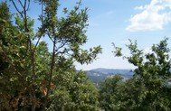 Orizzonti sulla Val di Cornia Fringuello